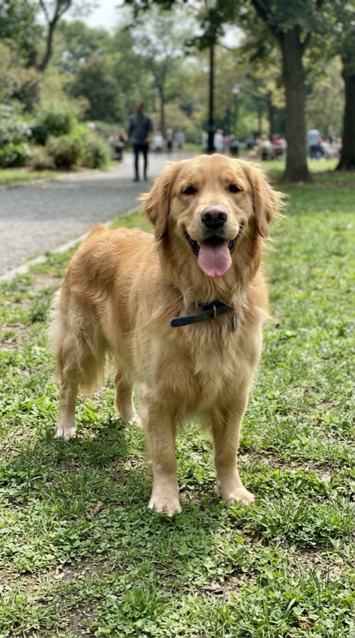 Example missing dog alert for Buddy, a Golden Retriever · 4 yrs · black collar