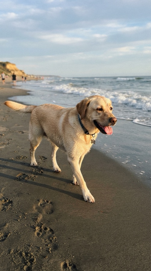 Example missing dog alert for Nala, a Labrador · 4 yrs · yellow, blue collar