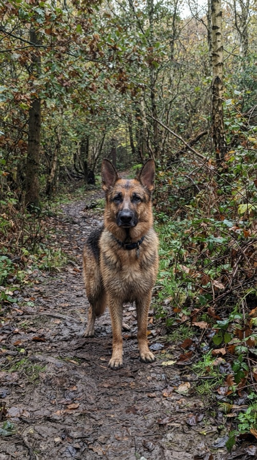 Example story alert for Rex, a German Shepherd · 5 yrs · black & tan