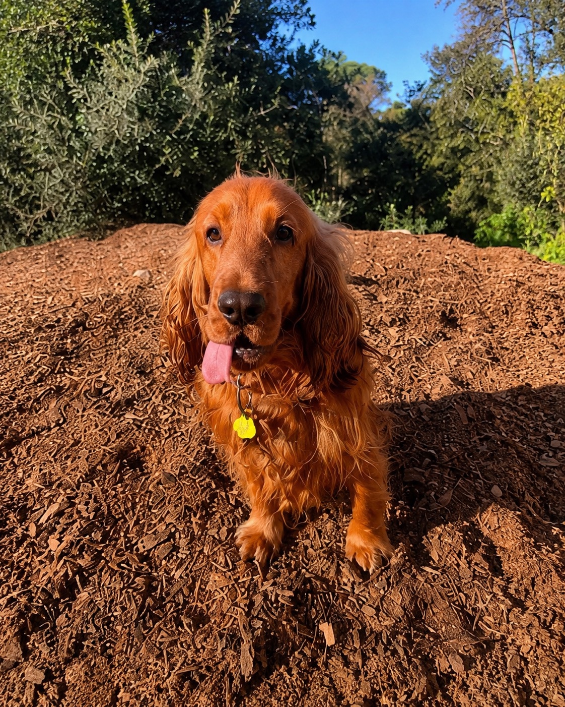 Frank, a red cocker spaniel, sitting outside with his tongue out