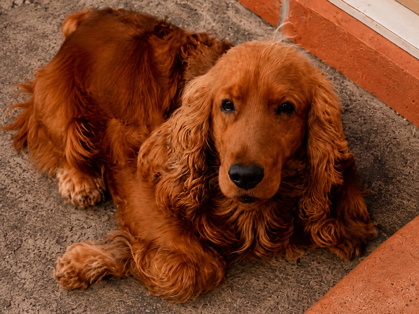 Frank the cocker spaniel resting by a doorway