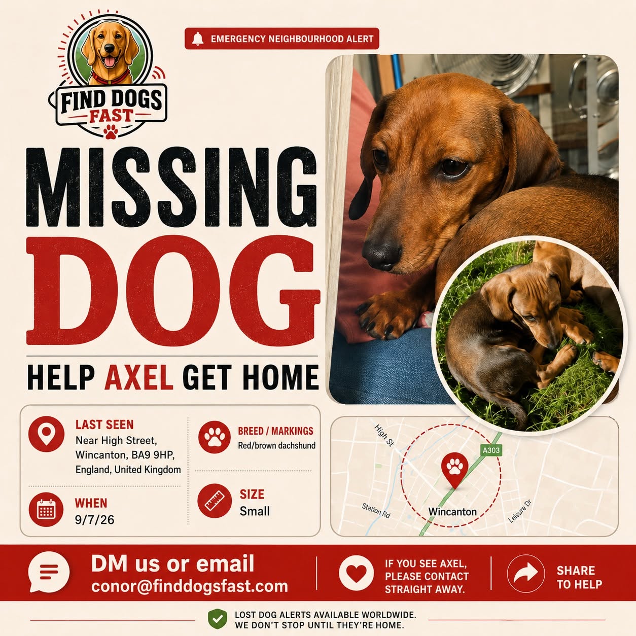 Missing-dog alert for Axel, a red-brown dachshund last seen in Wincanton, Somerset