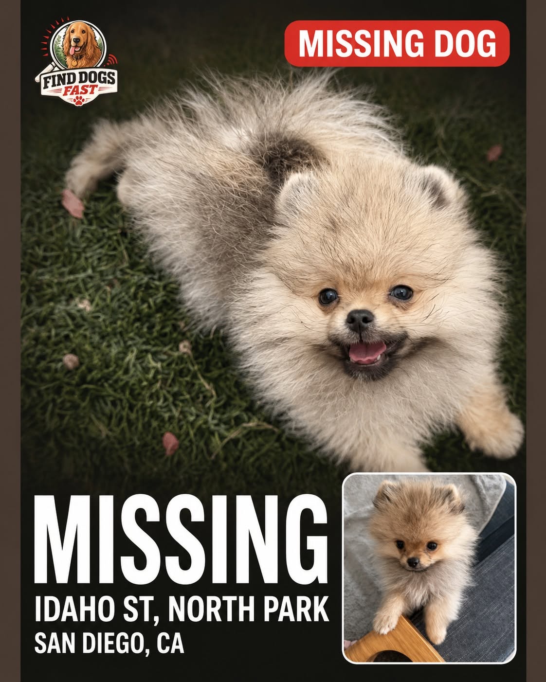 Missing-dog alert for Cardie, a small Pomeranian last seen in North Park, San Diego