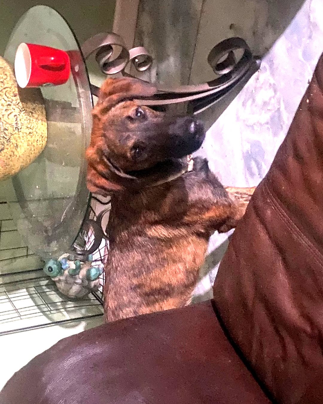 King, a Belgian and German Shepherd mix missing from Midwest City, Oklahoma