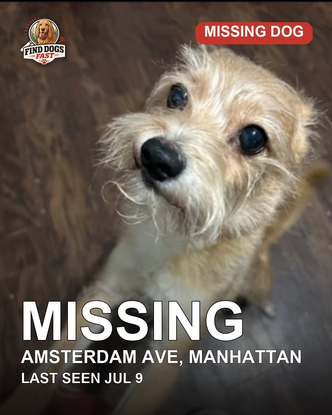 Tan and cream mixed Pomeranian missing near Amsterdam Avenue in Manhattan