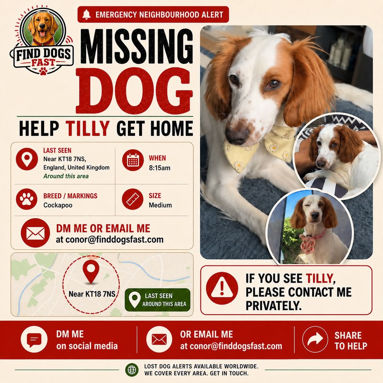 Missing-dog alert for Tilly, a white and brown Cockapoo last seen near KT18 7NS